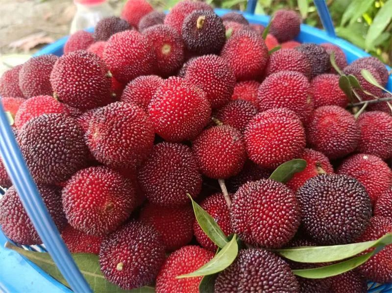 1655884207700418.jpg 10.jpg